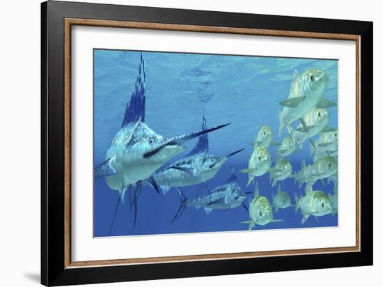 A School of Ayu Fish Try to Escape from Three Carnivorous Blue Marlins-Stocktrek Images-Framed Art Print