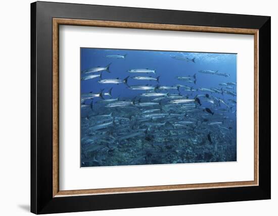 A School of Barracuda Above a Coral Reef in the Solomon Islands-Stocktrek Images-Framed Photographic Print