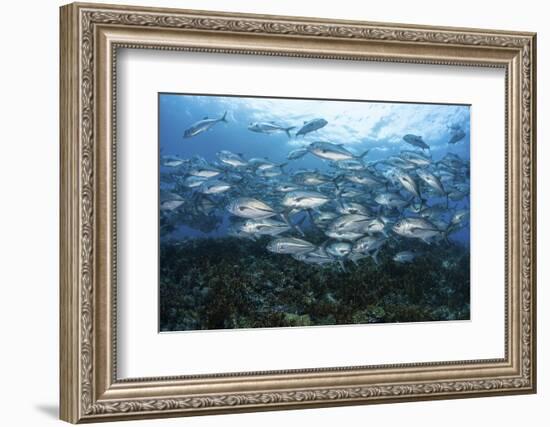 A School of Bigeye Jacks Swimming over a Reef in the Solomon Islands-Stocktrek Images-Framed Photographic Print