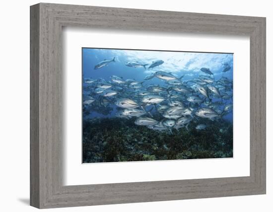 A School of Bigeye Jacks Swimming over a Reef in the Solomon Islands-Stocktrek Images-Framed Photographic Print