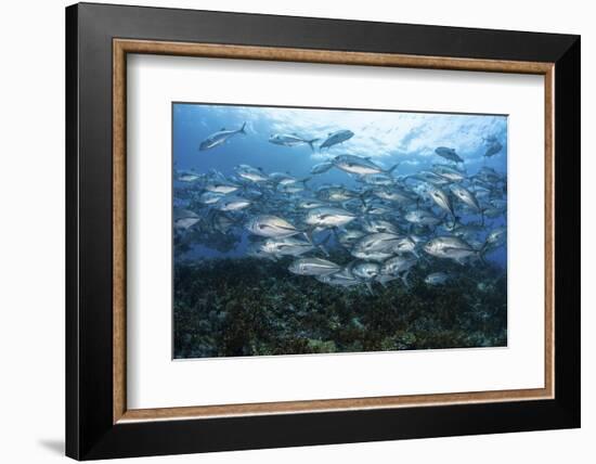 A School of Bigeye Jacks Swimming over a Reef in the Solomon Islands-Stocktrek Images-Framed Photographic Print