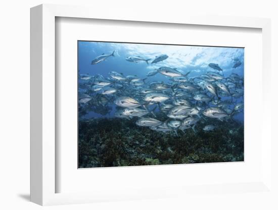 A School of Bigeye Jacks Swimming over a Reef in the Solomon Islands-Stocktrek Images-Framed Photographic Print