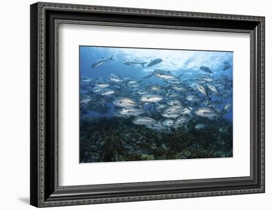 A School of Bigeye Jacks Swimming over a Reef in the Solomon Islands-Stocktrek Images-Framed Photographic Print