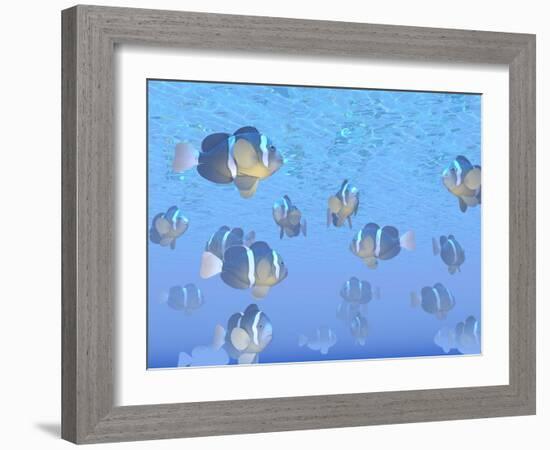 A School of Clownfish Swimming in the Sea-null-Framed Art Print