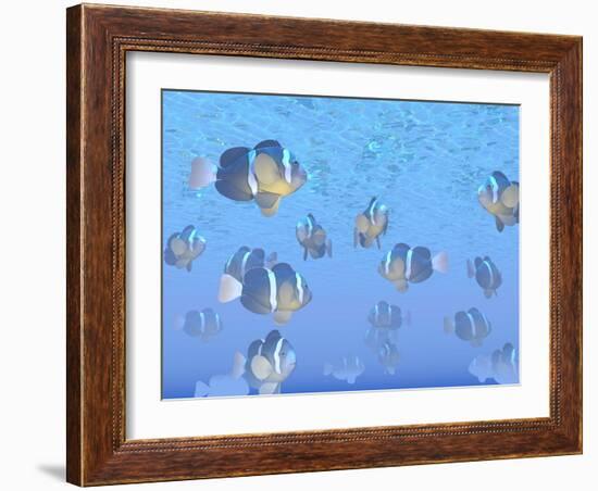 A School of Clownfish Swimming in the Sea-null-Framed Art Print