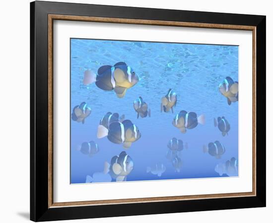 A School of Clownfish Swimming in the Sea-null-Framed Art Print