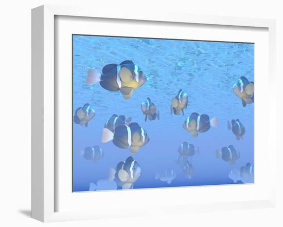 A School of Clownfish Swimming in the Sea-null-Framed Art Print