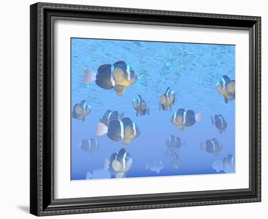 A School of Clownfish Swimming in the Sea-null-Framed Art Print