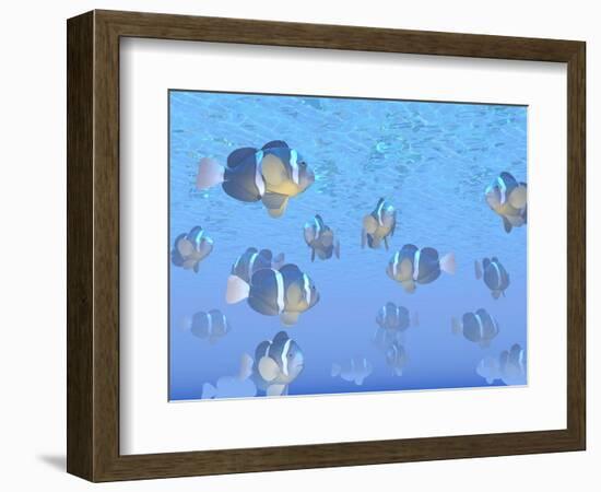 A School of Clownfish Swimming in the Sea-null-Framed Premium Giclee Print