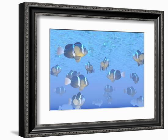 A School of Clownfish Swimming in the Sea-null-Framed Premium Giclee Print