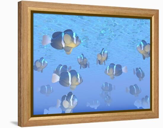 A School of Clownfish Swimming in the Sea-null-Framed Stretched Canvas