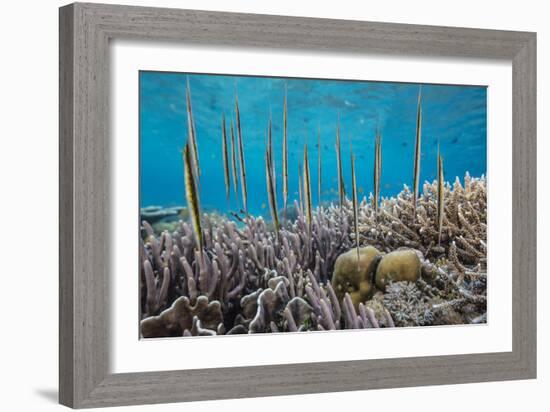 A school of razorfish , suspended upside down on Sebayur Island, Komodo Nat'l Park, Indonesia-Michael Nolan-Framed Photographic Print