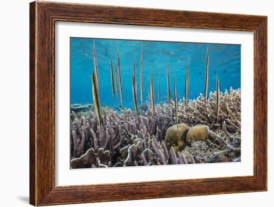 A school of razorfish , suspended upside down on Sebayur Island, Komodo Nat'l Park, Indonesia-Michael Nolan-Framed Photographic Print