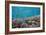 A school of razorfish , suspended upside down on Sebayur Island, Komodo Nat'l Park, Indonesia-Michael Nolan-Framed Photographic Print