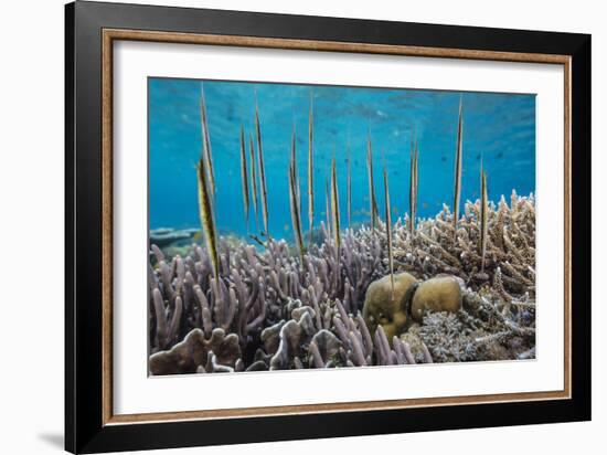 A school of razorfish , suspended upside down on Sebayur Island, Komodo Nat'l Park, Indonesia-Michael Nolan-Framed Photographic Print