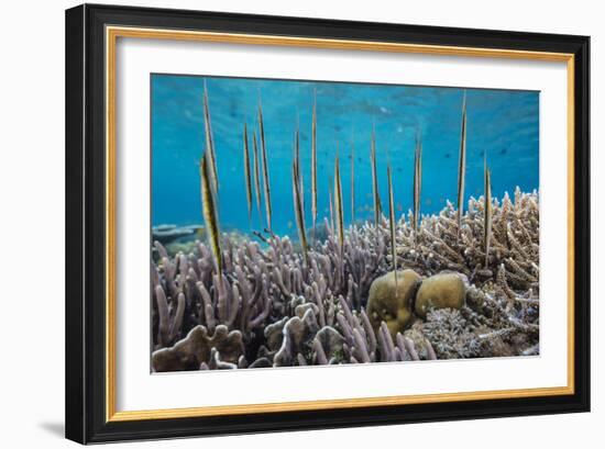 A school of razorfish , suspended upside down on Sebayur Island, Komodo Nat'l Park, Indonesia-Michael Nolan-Framed Photographic Print