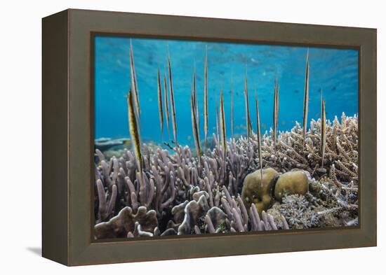 A school of razorfish , suspended upside down on Sebayur Island, Komodo Nat'l Park, Indonesia-Michael Nolan-Framed Premier Image Canvas