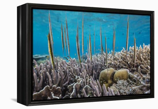 A school of razorfish , suspended upside down on Sebayur Island, Komodo Nat'l Park, Indonesia-Michael Nolan-Framed Premier Image Canvas