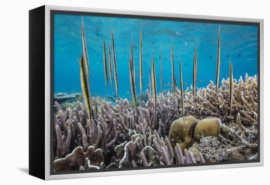 A school of razorfish , suspended upside down on Sebayur Island, Komodo Nat'l Park, Indonesia-Michael Nolan-Framed Premier Image Canvas