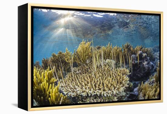 A school of razorfish , suspended upside down on Sebayur Island, Komodo Nat'l Park, Indonesia-Michael Nolan-Framed Premier Image Canvas