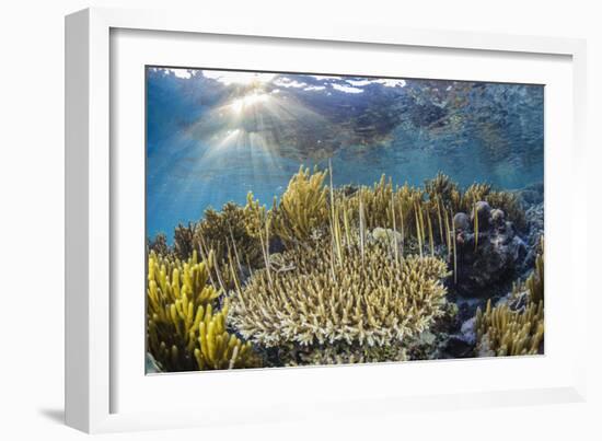 A school of razorfish , suspended upside down on Sebayur Island, Komodo Nat'l Park, Indonesia-Michael Nolan-Framed Photographic Print