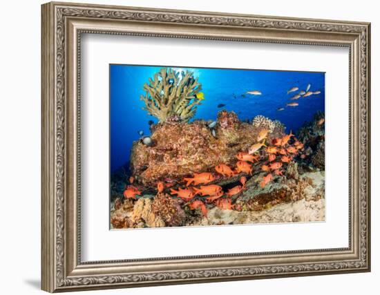 A school of Shoulderbar soldierfish, Hawaii-David Fleetham-Framed Photographic Print