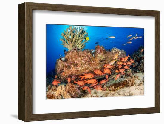 A school of Shoulderbar soldierfish, Hawaii-David Fleetham-Framed Photographic Print