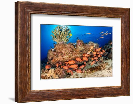 A school of Shoulderbar soldierfish, Hawaii-David Fleetham-Framed Photographic Print