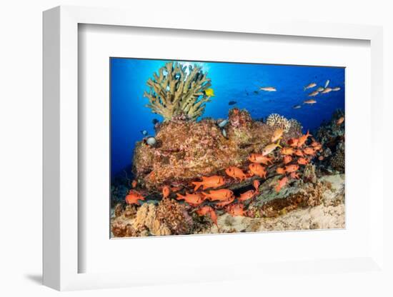 A school of Shoulderbar soldierfish, Hawaii-David Fleetham-Framed Photographic Print