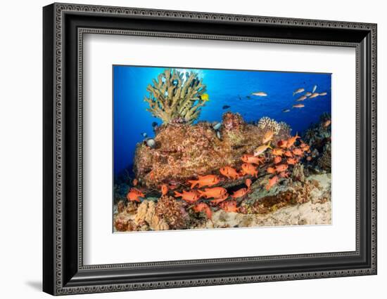 A school of Shoulderbar soldierfish, Hawaii-David Fleetham-Framed Photographic Print