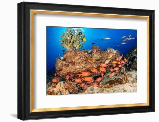 A school of Shoulderbar soldierfish, Hawaii-David Fleetham-Framed Photographic Print