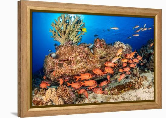 A school of Shoulderbar soldierfish, Hawaii-David Fleetham-Framed Premier Image Canvas