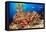 A school of Shoulderbar soldierfish, Hawaii-David Fleetham-Framed Premier Image Canvas