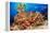 A school of Shoulderbar soldierfish, Hawaii-David Fleetham-Framed Premier Image Canvas