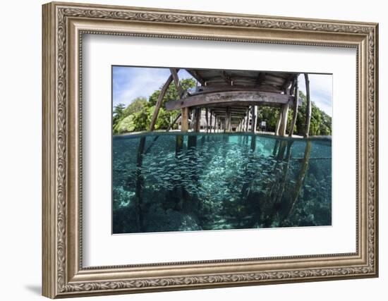 A School of Silversides Beneath a Wooden Jetty in Raja Ampat, Indonesia-Stocktrek Images-Framed Photographic Print