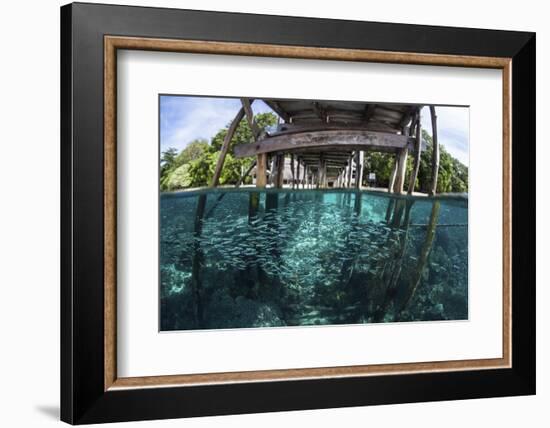 A School of Silversides Beneath a Wooden Jetty in Raja Ampat, Indonesia-Stocktrek Images-Framed Photographic Print