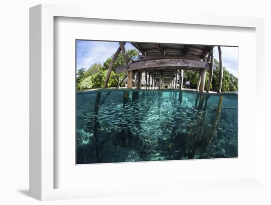 A School of Silversides Beneath a Wooden Jetty in Raja Ampat, Indonesia-Stocktrek Images-Framed Photographic Print