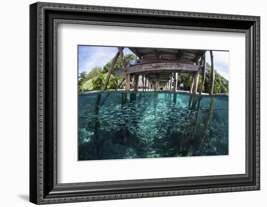 A School of Silversides Beneath a Wooden Jetty in Raja Ampat, Indonesia-Stocktrek Images-Framed Photographic Print