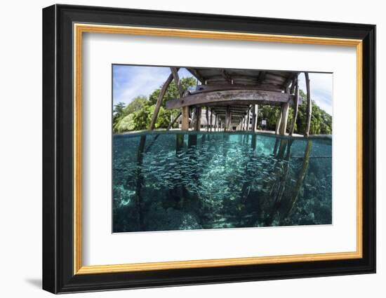 A School of Silversides Beneath a Wooden Jetty in Raja Ampat, Indonesia-Stocktrek Images-Framed Photographic Print