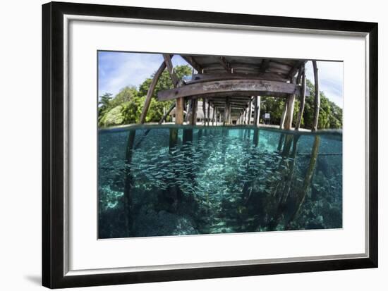 A School of Silversides Beneath a Wooden Jetty in Raja Ampat, Indonesia-Stocktrek Images-Framed Photographic Print