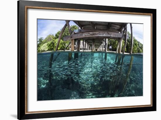 A School of Silversides Beneath a Wooden Jetty in Raja Ampat, Indonesia-Stocktrek Images-Framed Photographic Print