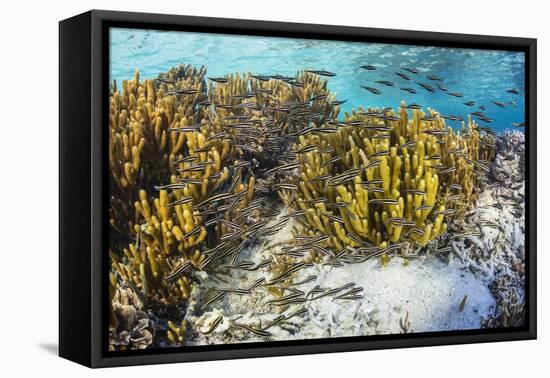 A school of striped catfish on Sebayur Island, Komodo Nat'l Park, Flores Sea, Indonesia-Michael Nolan-Framed Premier Image Canvas