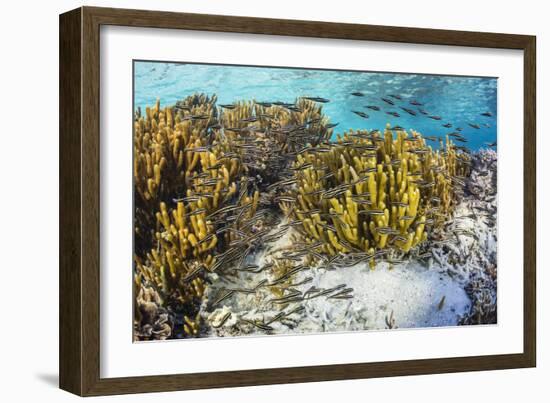 A school of striped catfish on Sebayur Island, Komodo Nat'l Park, Flores Sea, Indonesia-Michael Nolan-Framed Photographic Print