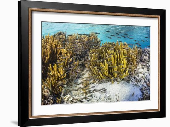 A school of striped catfish on Sebayur Island, Komodo Nat'l Park, Flores Sea, Indonesia-Michael Nolan-Framed Photographic Print