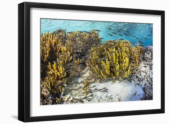 A school of striped catfish on Sebayur Island, Komodo Nat'l Park, Flores Sea, Indonesia-Michael Nolan-Framed Photographic Print