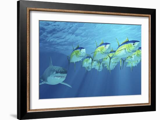 A School of Yellowfin Tuna Is Followed by a Great White Shark-Stocktrek Images-Framed Premium Giclee Print