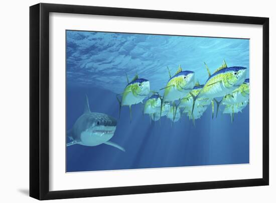 A School of Yellowfin Tuna Is Followed by a Great White Shark-Stocktrek Images-Framed Premium Giclee Print