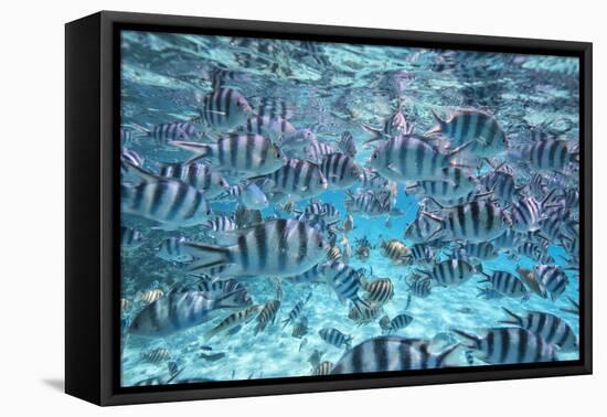 A School Of Zebra Fish. Bora Bora-Karine Aigner-Framed Premier Image Canvas