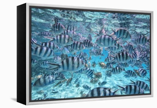 A School Of Zebra Fish. Bora Bora-Karine Aigner-Framed Premier Image Canvas