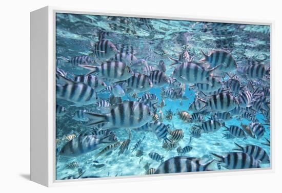 A School Of Zebra Fish. Bora Bora-Karine Aigner-Framed Premier Image Canvas